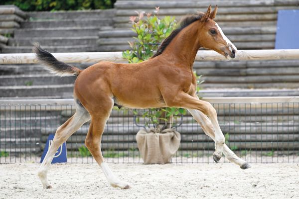 Zangersheide Foal Championship France 2025